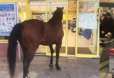 Il cavallo entrato all’Eurospin ora diventa il testimonial della catena di supermercati