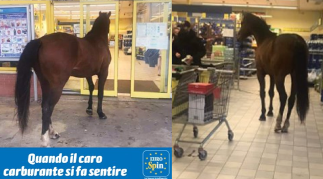 Il cavallo entrato all’Eurospin ora diventa il testimonial della catena di supermercati