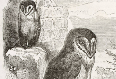 Leggenda sarda de Sa Stria: l'uccello del malaugurio portatore di disgrazie e malattie
