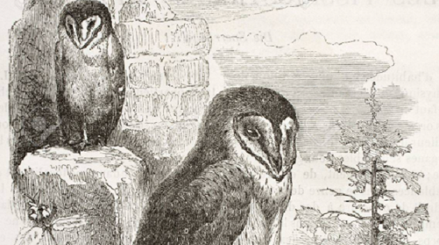 Leggenda sarda de Sa Stria: l'uccello del malaugurio portatore di disgrazie e malattie