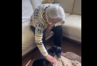 Ucraina, nonna Violetta ritrova il suo cagnolino: si erano separati a causa della guerra 