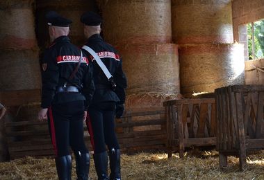 Villamassargia. Vende 22 capi di bestiame per 37mila euro, ma non viene pagata: denunciati i truffatori