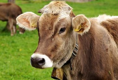 Dalla Regione 8 milioni per il settore bovino da carne