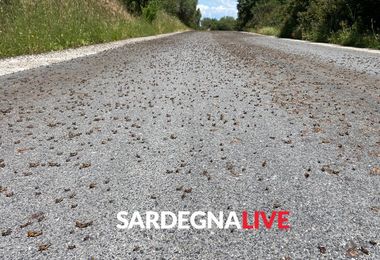 Invasione di cavallette in Sardegna: qui siamo a Ottana 