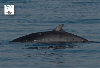 Golfo di Orosei: avvistato e identificato un individuo di balenottera minore