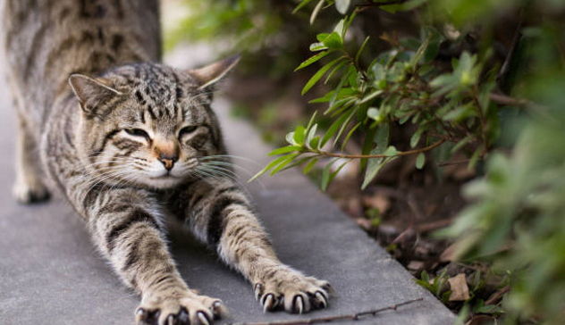 Villasimius salva e cura i gatti con i fondi della tassa di soggiorno 