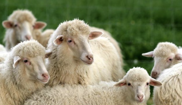 Aumentano le macellazioni di ovini in Sardegna: allarme latte  