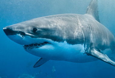 Attacco di uno squalo in Egitto: morte due turiste, una di infarto