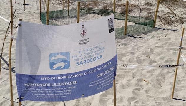 Tortolì. Caretta Caretta depone le uova in spiaggia davanti ai turisti 