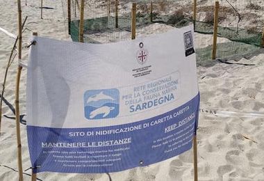 Tortolì. Caretta Caretta depone le uova in spiaggia davanti ai turisti 