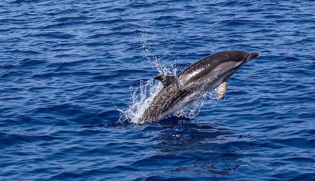Delfini uccisi per farne “mosciame”: la denuncia del WWF 