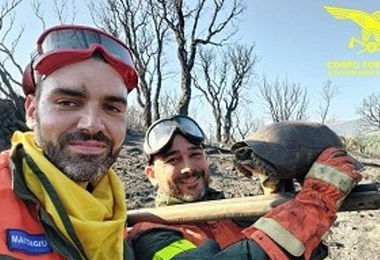 Oggi 11 incendi in Sardegna, salvata una tartaruga dalle fiamme a Calangianus