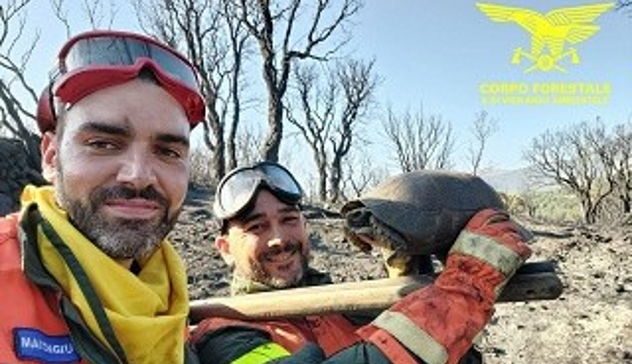 Oggi 11 incendi in Sardegna, salvata una tartaruga dalle fiamme a Calangianus