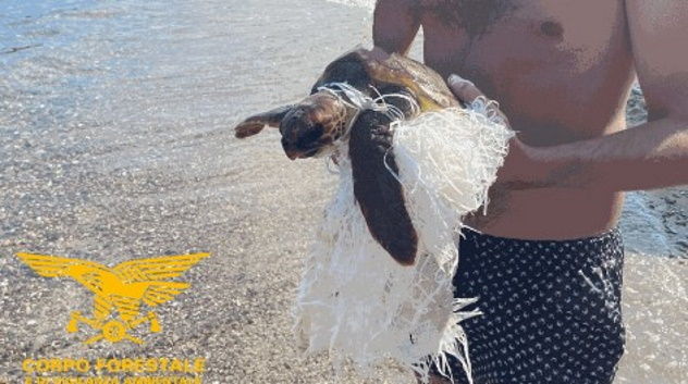 Tartaruga Caretta Caretta in un sacco di iuta e plastica, salvata dalla Forestale 