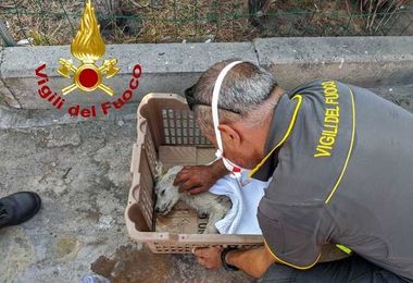 Cucciolo maremmano sopravvive a incendio Truncu Reale: tratto in salvo