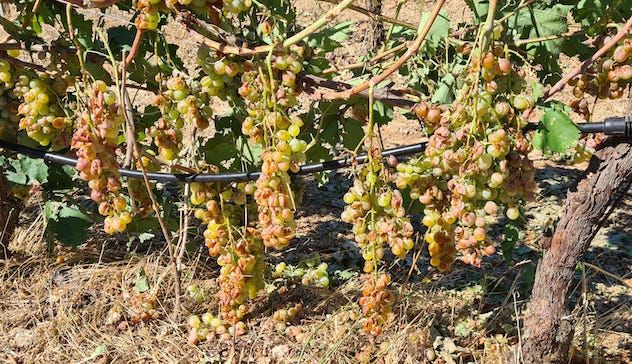 La grandinata di Berchidda ha distrutto il 70% di uva