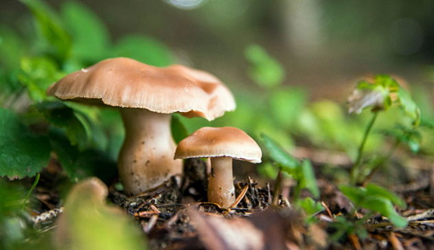 Mangia funghi raccolti da un parente e muore per avvelenamento: la vittima aveva 53 anni