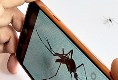 West Nile, Iss: “Arriva un’app per tracciare le zanzare” 