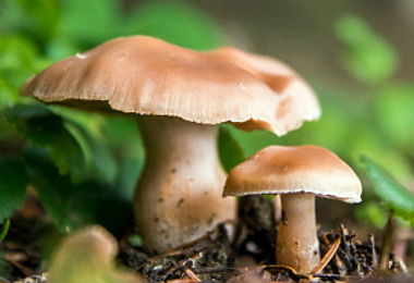 Mangia funghi raccolti da un parente e muore per avvelenamento: la vittima aveva 53 anni